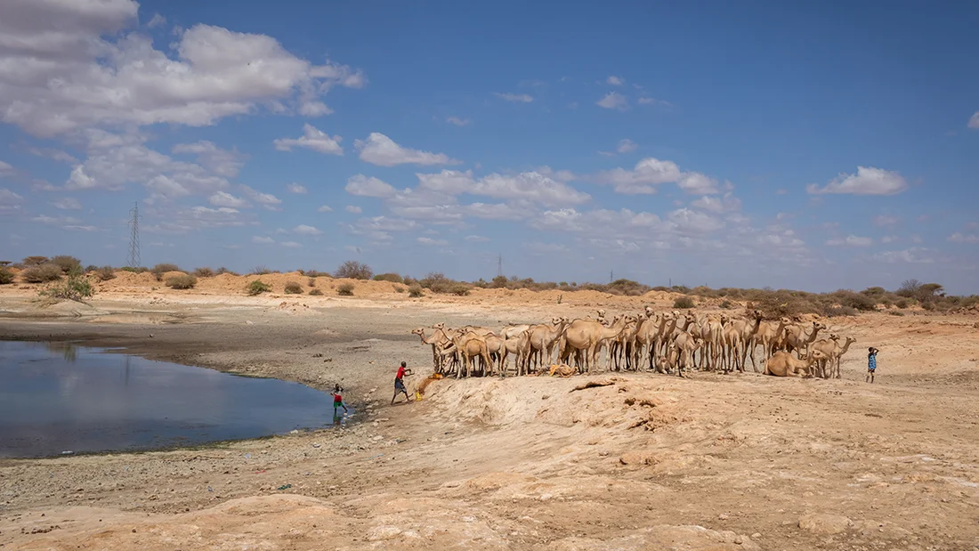 Watering hole in Ethiopia.