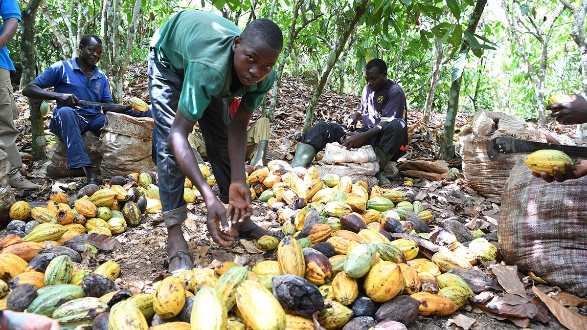 Jugendlicher arbeitet auf Kakaoplantage